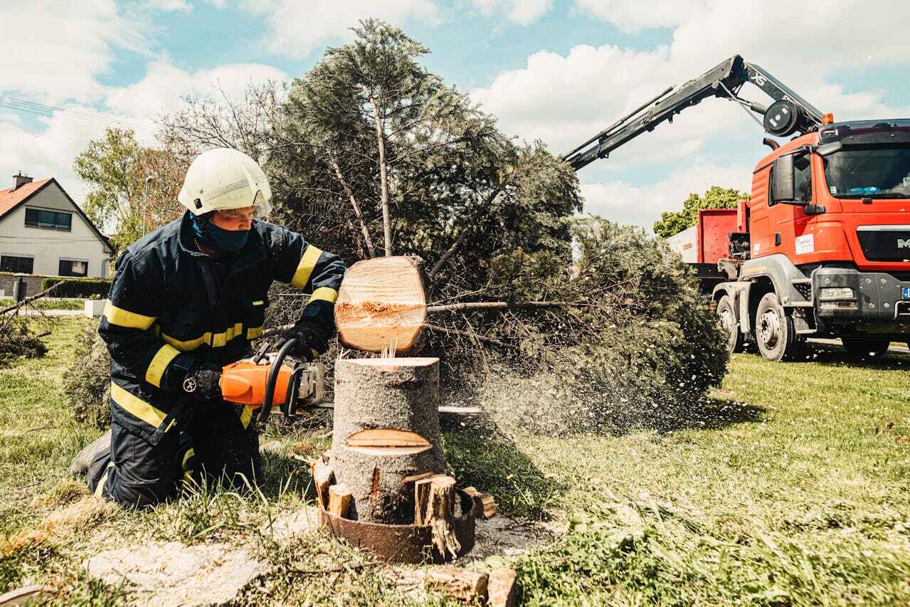 Best Best Tree Removal Services  in USA